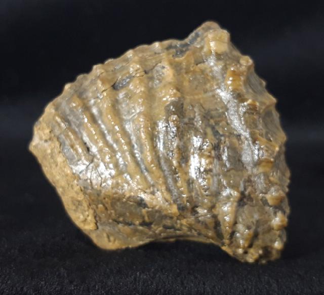 Scaphotrigonia navis (LAMARCK 1819) - Bild &copy; FossNet FossilienStore